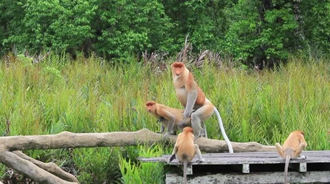 Proboscis Monkeys mating Stock Footage 64577997