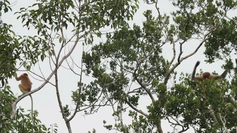 Proboscis Monkeys Moving Through Trees in Tanjung Puting, Borneo Stock Footage 144569060
