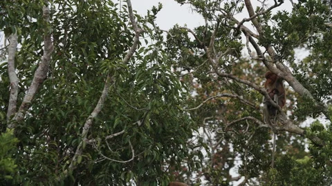 Proboscis Monkeys in Tree, Tanjung Puting National Park, Borneo Stock Footage 144530314