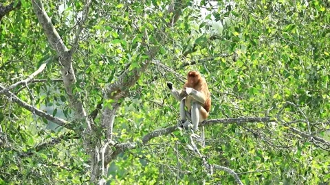 Proboscis monkeys in the wild Stock Footage 246773955