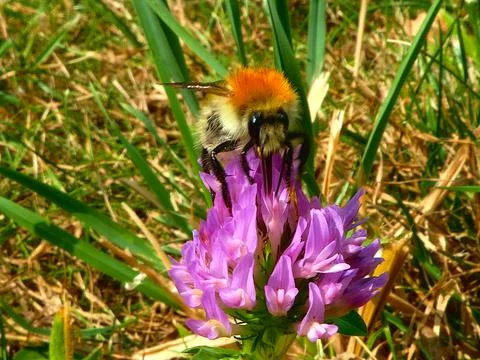 PROBOSCIS Stock Photos