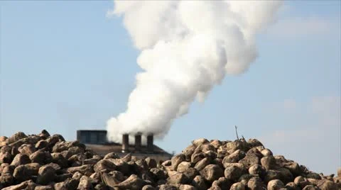 Proccesing sugar beet in sugar refinery Stock Footage 24658449