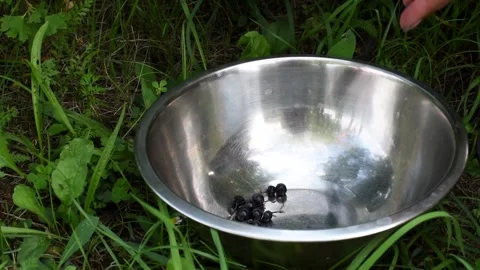 Proccess of gathering currant harvest in the garden, black berries. Nature Stock Footage 246591009