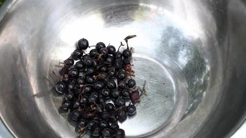 Proccess of gathering currant harvest in the garden, black berries. Nature Stock Footage 246591010