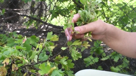 Proccess of gathering currant harvest in the garden, black berries. Nature Stock Footage 246591011