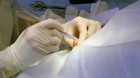 The procedure of castration. Veterinary surgeon operating a cat in a clinic. 4K Vidéo 94439966