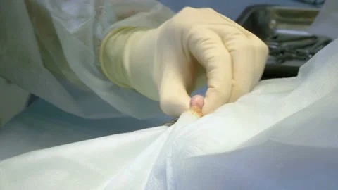 The procedure of castration. Veterinary surgeon operating a cat in a clinic. 4K 库存影片 94440068