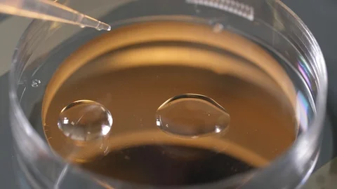 Procedure for placing cryoprotectant in petri dish Video stock 124986079