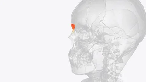 Procerus is a small, triangular muscle of the head that occupies the glabella Illustrazione stock