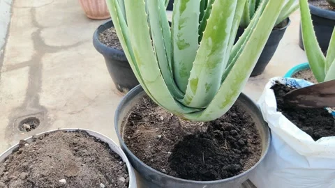The process of adding fertilizer to aloe vera plants. Adding fertilizer wit.. Video stock 295199622
