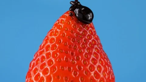 Process of adding a melted Chocolate on a strawberry, close-up view Stock Footage 86545943