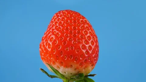 Process of adding a melted Chocolate on top of the strawberry Stock Footage 86546173