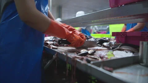 Process and production line in canned fish factory Stock Footage 308309416