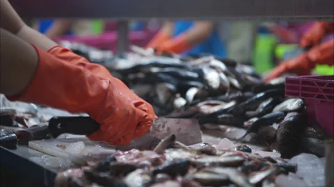 Process and production line in canned fish factory Stock Footage 308309458