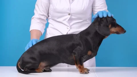 Process of applying a flea and tick protection agent to a dachshund. Dog sits on Stock Footage 136447896