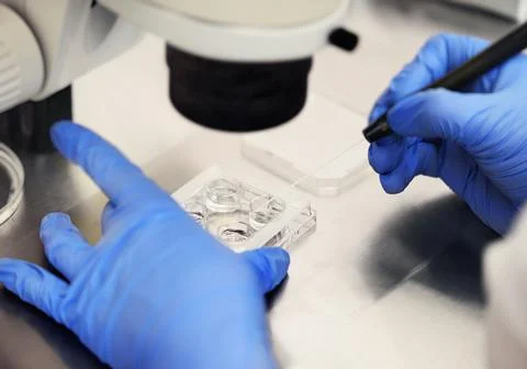Process of artificial insemination of an egg in an IVF clinic. 스톡 사진