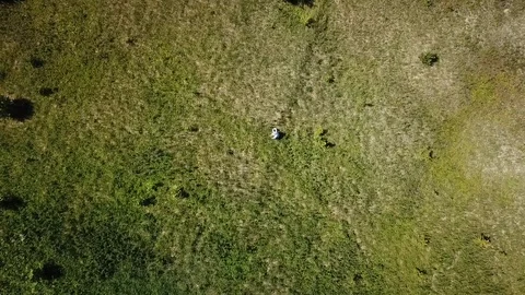 The process of assembling tea and ipava on a large green field Stock Footage 121498031