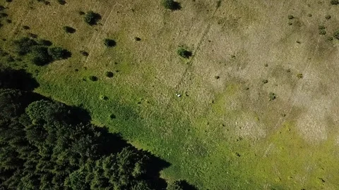 The process of assembling tea and ipava on a large green field Stock Footage 121498225
