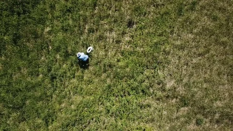 The process of assembling tea and ipava on a large green field Stock Footage 121498562