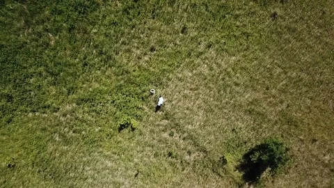 The process of assembling tea and ipava on a large green field Stock Footage 121498657