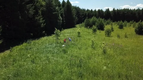 The process of assembling tea and ipava on a large green field Stock Footage 121499178