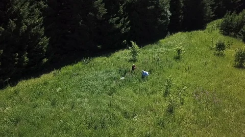 The process of assembling tea and ipava on a large green field Stock Footage 121499304