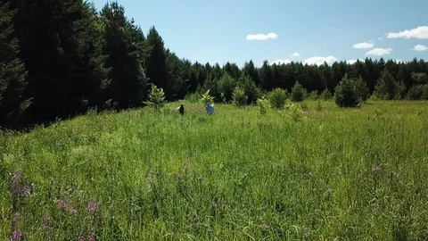 The process of assembling tea and ipava on a large green field Stock Footage 121499448