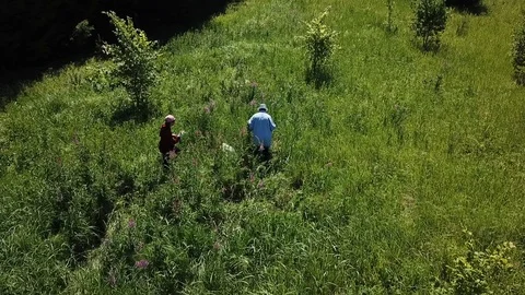 The process of assembling tea and ipava on a large green field Stock Footage 121499746