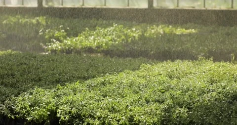 The process of automatic watering plants in a modern greenhouse. Automatic Видео 251130821