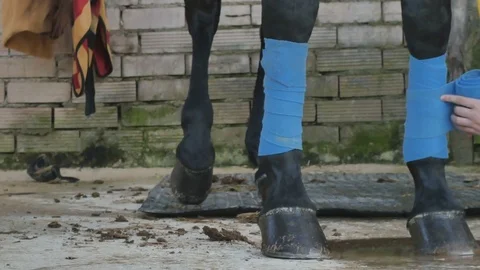 The process of bandaging a horse's legs Stock Footage 76910967