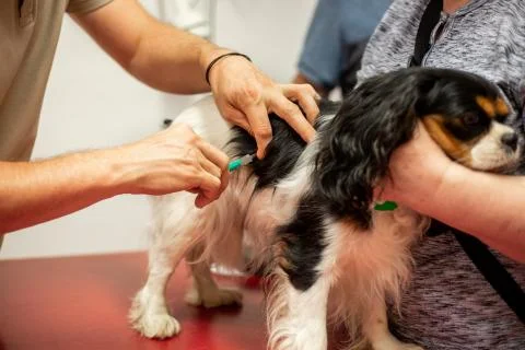 Process of a basic vaccination of a dog in the vet clinic, animal concept Фото