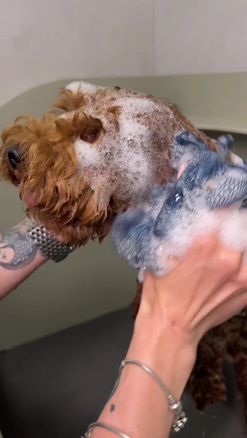 The process of bathing a dog using gentle and caring methods Stock Footage 301519093