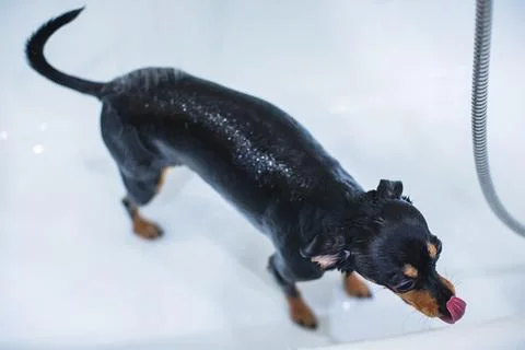 Process of bathing small breed dog Stock Photos