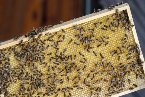 Process of the bees making wax in the apiary, on a blurred background Stock Photos