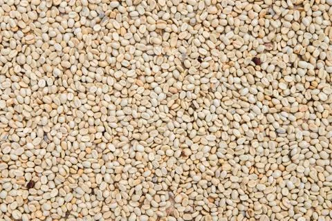 Process before being a coffee product to Coffee beans under sun to dry on bac Stock Photos