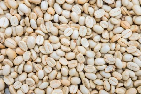 Process before being a coffee product to Coffee beans under sun to dry on bac Stock Photos