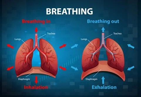 The process of breathing explained Stock Illustration