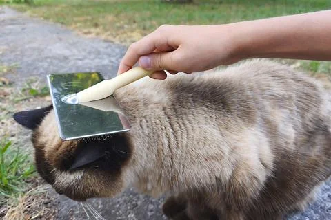 The process of brushing a cat with a slicker brush outdoors. Pet grooming Foto stock