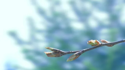 The process of bud opening and tree growth in spring Stock Footage 258854586