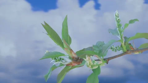 The process of bud opening and tree growth in spring Video stock 258854591