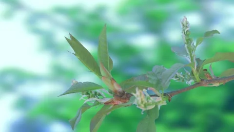 The process of bud opening and tree growth in spring Video stock 258854618