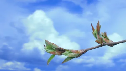 The process of bud opening and tree growth in spring Stock Footage 258854645