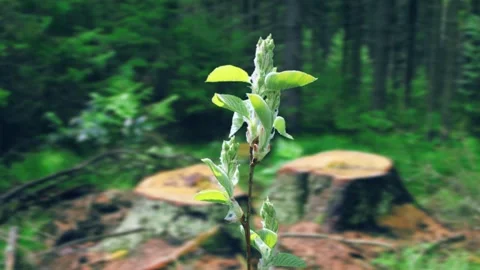 The process of bud opening and tree growth in spring Stock Footage 258854760