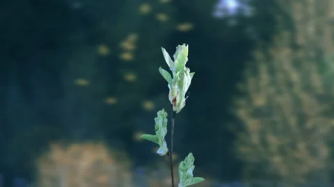 The process of bud opening and tree growth in spring Stockbeeldmateriaal 258854766