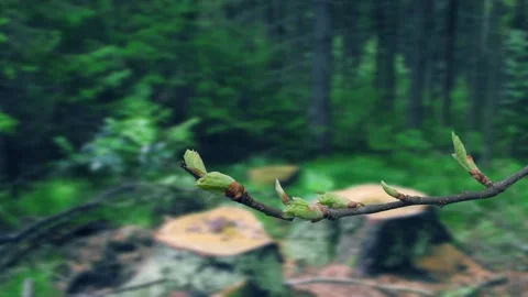 The process of bud opening and tree growth in spring Stock-Footage 258854789
