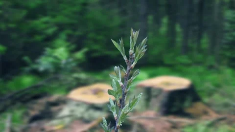 The process of bud opening and tree growth in spring Stockbeeldmateriaal 258854803