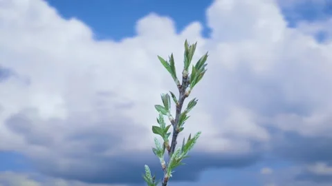 The process of bud opening and tree growth in spring Stock Footage 258854807