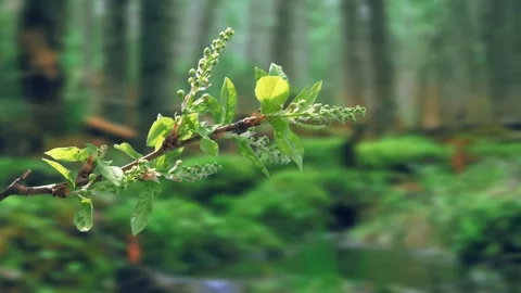 The process of bud opening and tree growth in spring Stock Footage 258854849