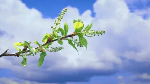 The process of bud opening and tree growth in spring Stock Footage 258854851