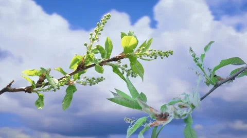The process of bud opening and tree growth in spring Stock Footage 258854856